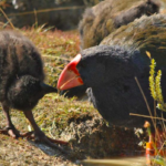 Animal da época dos dinossauros