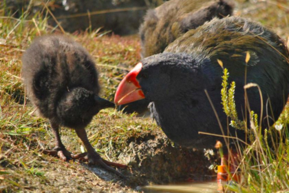 Animal da época dos dinossauros