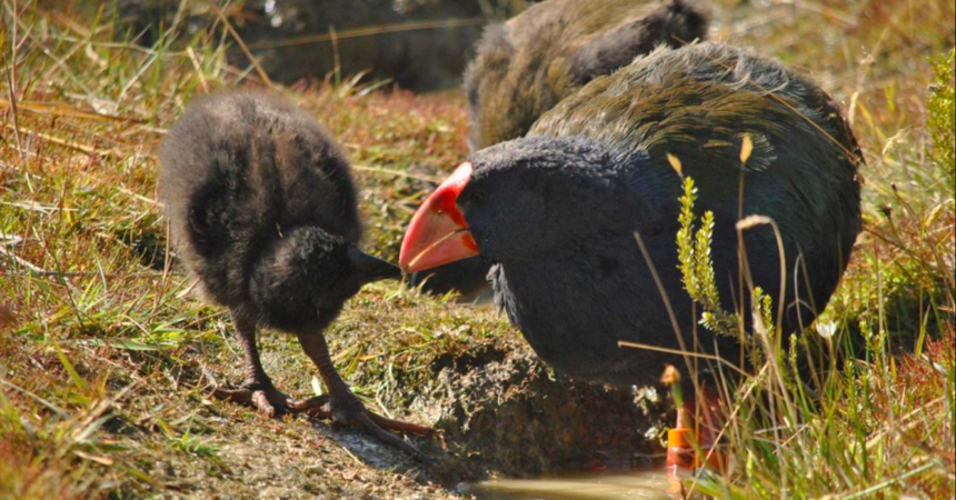 Animal da época dos dinossauros