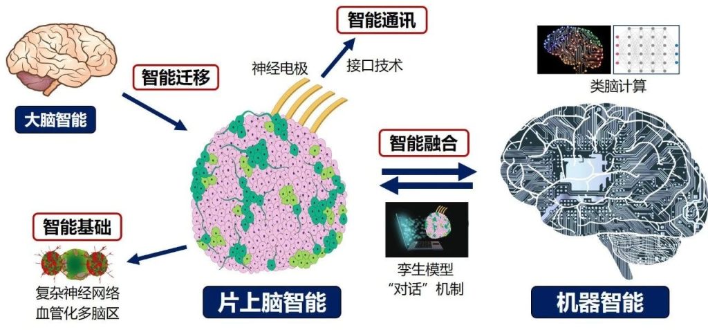 China desenvolve primeiro chip que permite controle mental de robôs